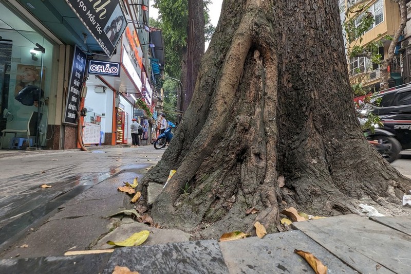 View - 	Hà Nội: ngắm hàng cây sao đen trăm tuổi trên phố Lò Đúc