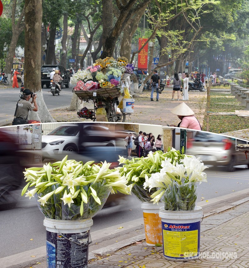 Ngo ngang mau trang tinh khoi cua hoa loa ken thang 4-Hinh-2