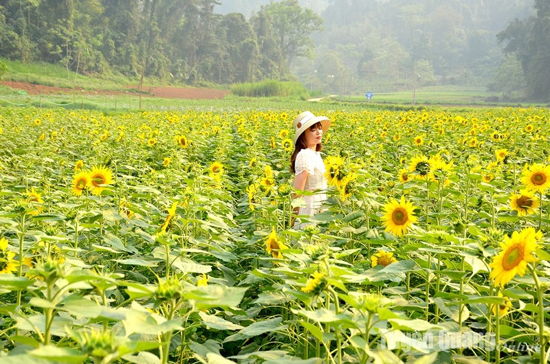 View - 	Na Hang: Nở rộ mùa hướng dương tại Bản Bung, xã Thanh Tương