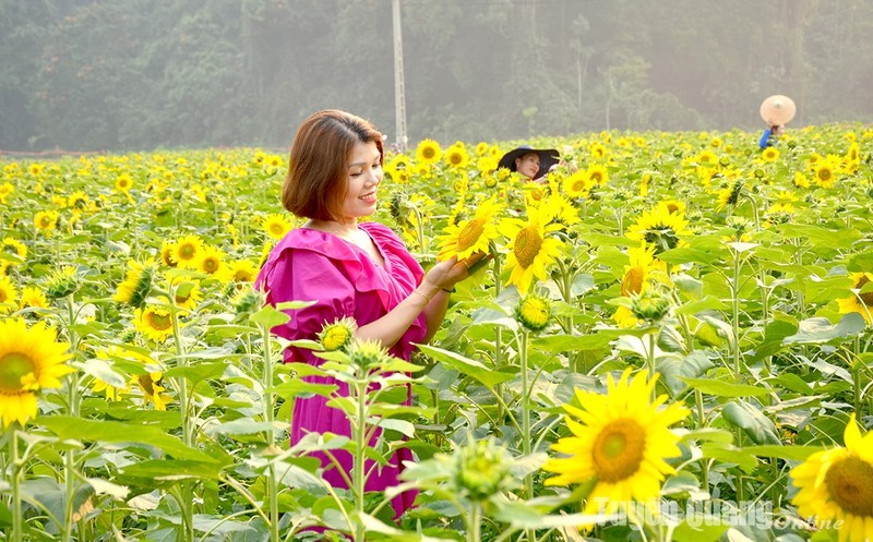 View - 	Na Hang: Nở rộ mùa hướng dương tại Bản Bung, xã Thanh Tương