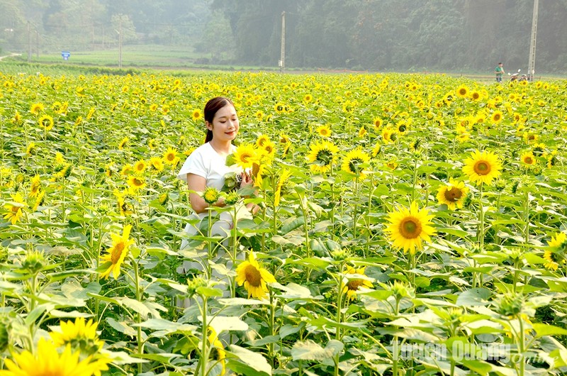 View - 	Na Hang: Nở rộ mùa hướng dương tại Bản Bung, xã Thanh Tương