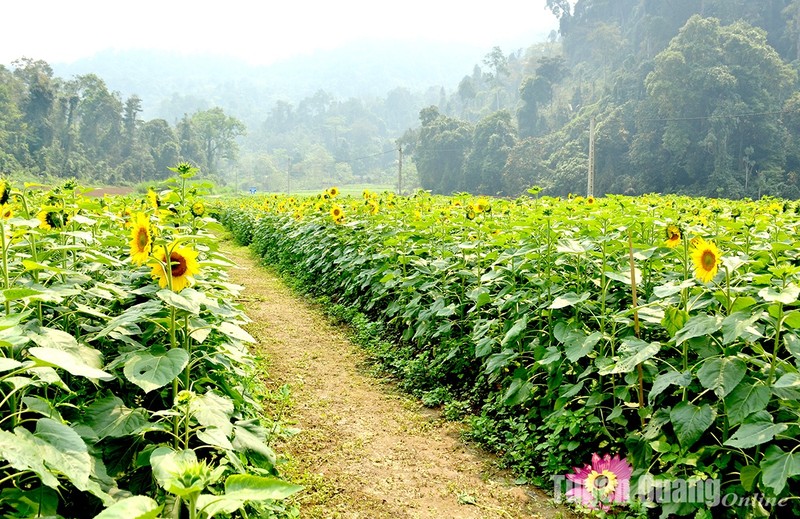 View - 	Na Hang: Nở rộ mùa hướng dương tại Bản Bung, xã Thanh Tương