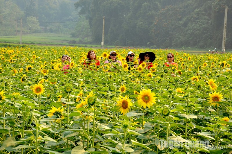 View - 	Na Hang: Nở rộ mùa hướng dương tại Bản Bung, xã Thanh Tương