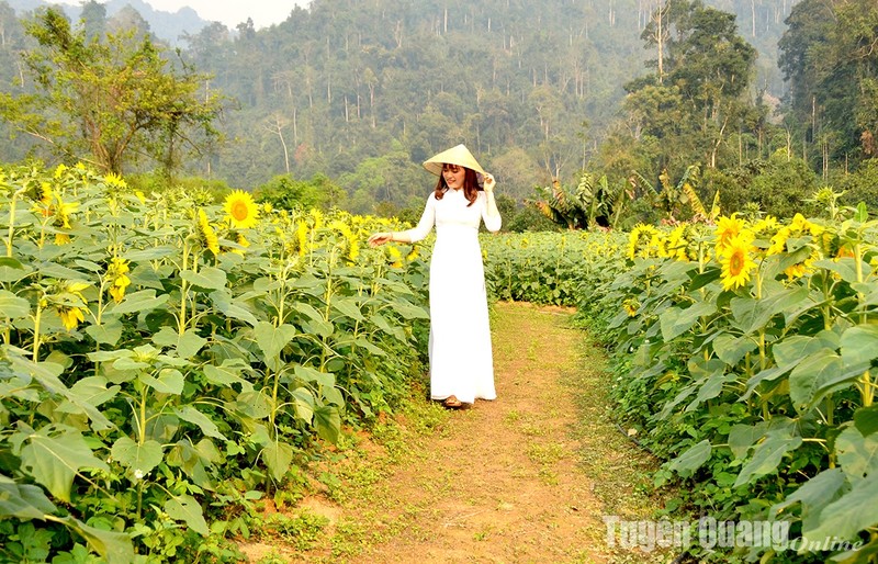 View - 	Na Hang: Nở rộ mùa hướng dương tại Bản Bung, xã Thanh Tương