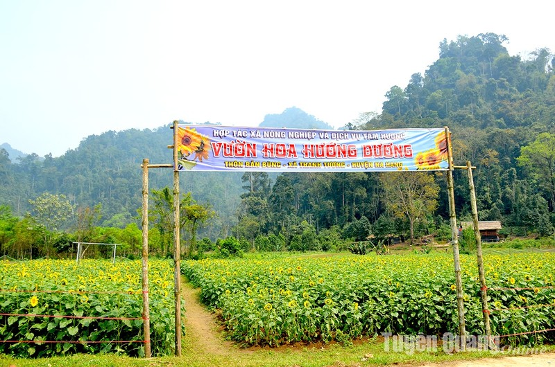 Na Hang: No ro mua huong duong tai Ban Bung, xa Thanh Tuong