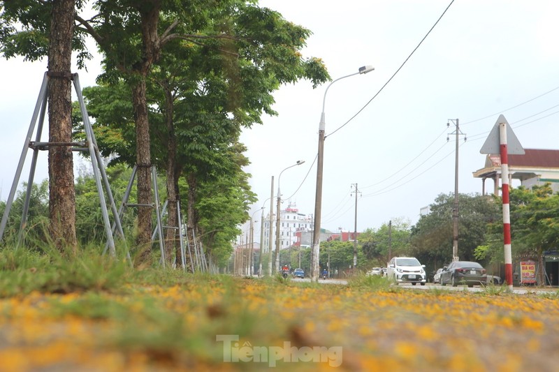 Ha Tinh ruc ro sac vang hoa giang huong-Hinh-10