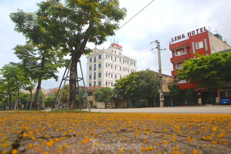 Ha Tinh ruc ro sac vang hoa giang huong