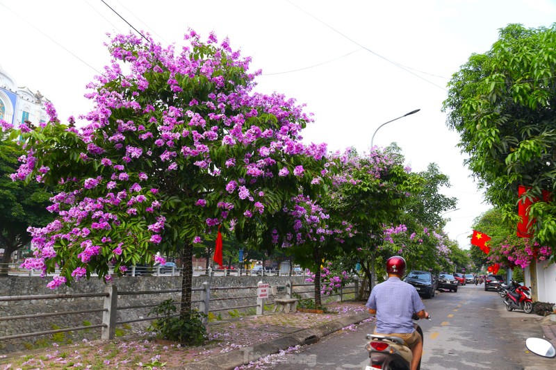 Xu Nghe vao mua hoa bang lang khoe sac-Hinh-13