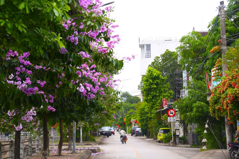 Xu Nghe vao mua hoa bang lang khoe sac-Hinh-14