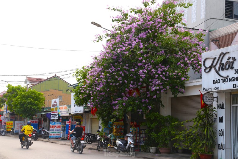 Xu Nghe vao mua hoa bang lang khoe sac-Hinh-7
