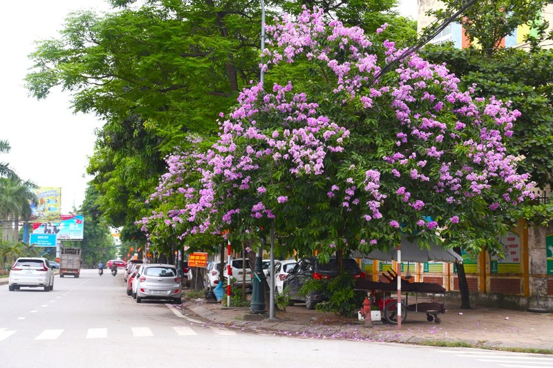 Xu Nghe vao mua hoa bang lang khoe sac-Hinh-8