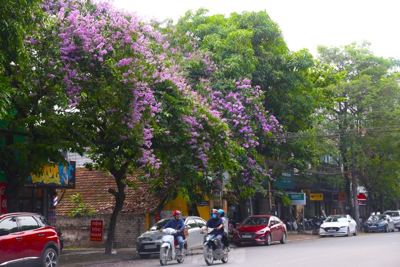 Xu Nghe vao mua hoa bang lang khoe sac-Hinh-9