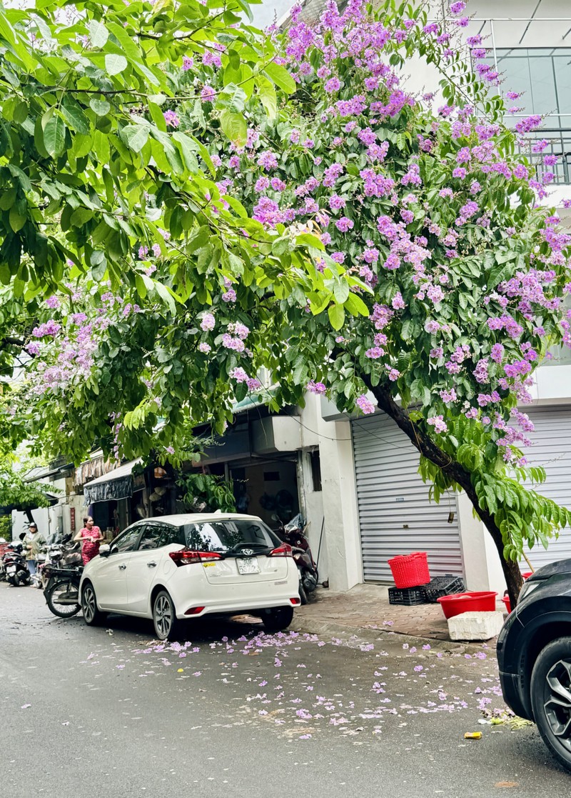 Ha Noi ruc ro mua hoa bang lang tim-Hinh-14