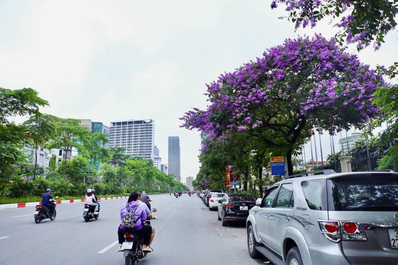 Ha Noi ruc ro mua hoa bang lang tim-Hinh-4