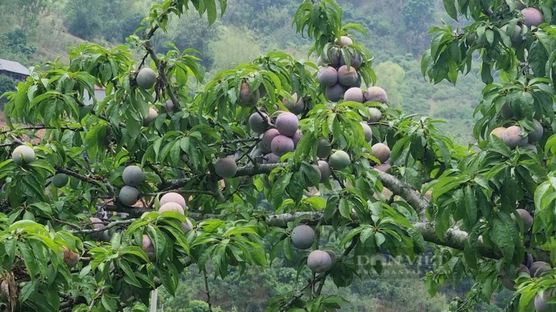 Trong man rai vu, bat ngo loi nhuan gap 50 lan-Hinh-4