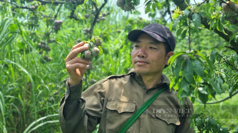 Trong man rai vu, bat ngo loi nhuan gap 50 lan