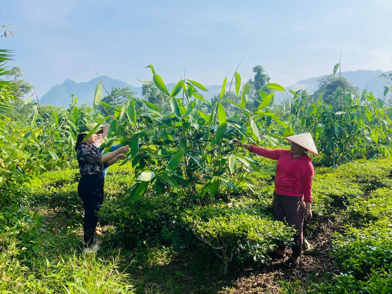 Nhan giong cay giang, nguoi dan Ha Giang xoa doi giam ngheo