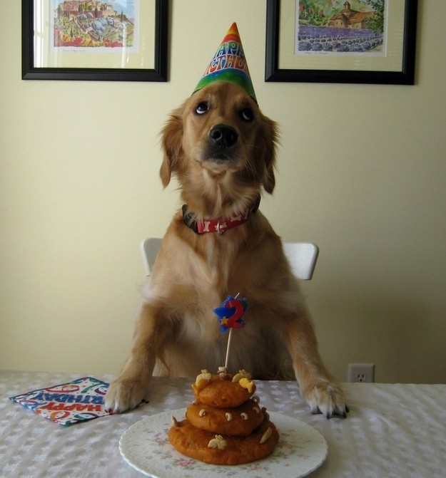 Biểu cảm sinh nhật của thú cưng khiến bạn hạnh phúc