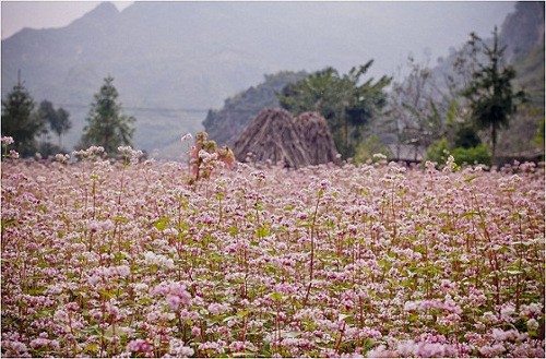 9 con duong hoa dep nhát Viẹt Nam, say long gioi tre-Hinh-3