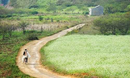 9 con duong hoa dep nhát Viẹt Nam, say long gioi tre-Hinh-6