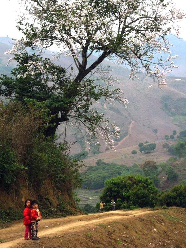 Lang nguoi ngam nhung mua hoa tuyet my o Moc Chau-Hinh-5