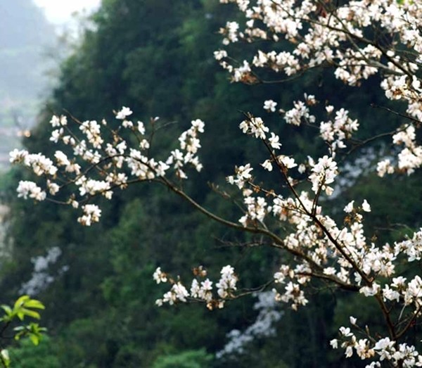 Lang nguoi ngam nhung mua hoa tuyet my o Moc Chau-Hinh-6