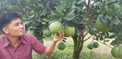 Mieng noi tay lam, bien lang ngheo rot thanh vua trai cay dac san