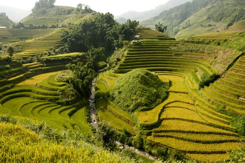 Ruong bac thang Mu Cang Chai dep me hon, gioi tre “ho” nhau len duong-Hinh-2