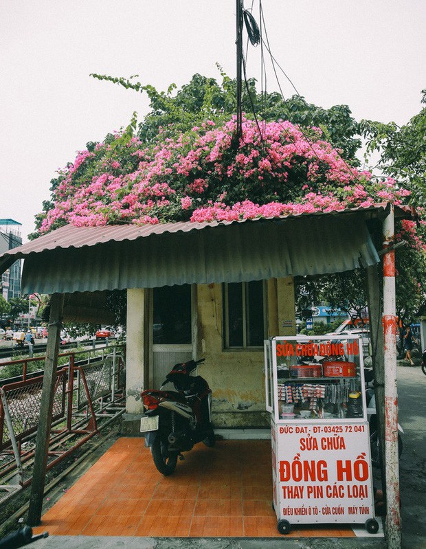 Muốn chụp hoa giấy đẹp lịm tim tại Hà Nội giới trẻ nên đến đâu
