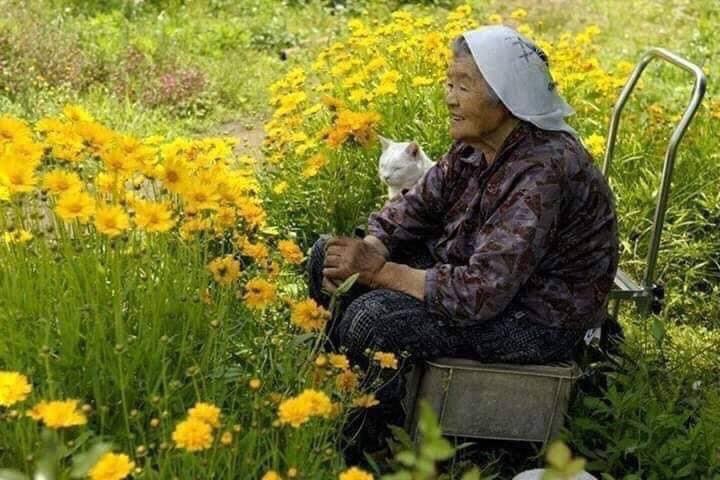 “Moi tinh” giua nguoi va meo lay di nuoc mat hang trieu nguoi-Hinh-7