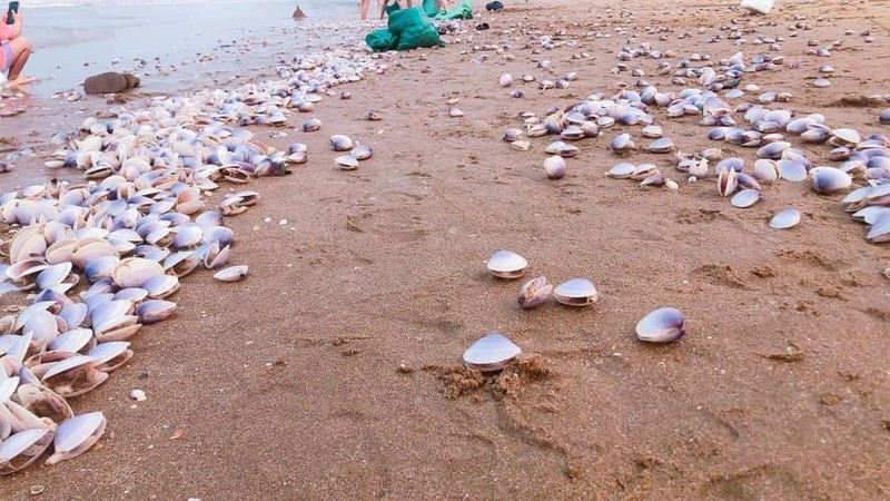 Hang tan ngao tim dat bo, netizen hai huoc bay cach giai quyet-Hinh-3