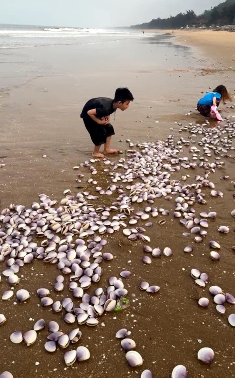 Hang tan ngao tim dat bo, netizen hai huoc bay cach giai quyet-Hinh-4