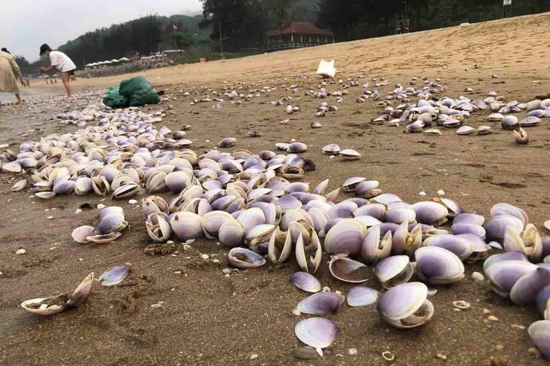 Hang tan ngao tim dat bo, netizen hai huoc bay cach giai quyet-Hinh-5