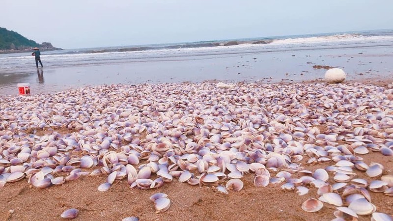 Hang tan ngao tim dat bo, netizen hai huoc bay cach giai quyet