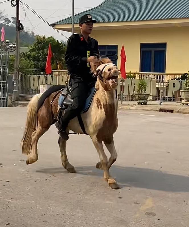 Chu ngua voi guong mat hai huoc noi nhat le dieu binh Dien Bien-Hinh-3