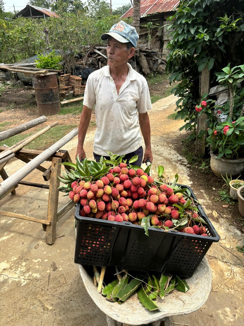 Sung sot truoc cay vai doc nhat vo nhi o xom nui D’ran-Hinh-4