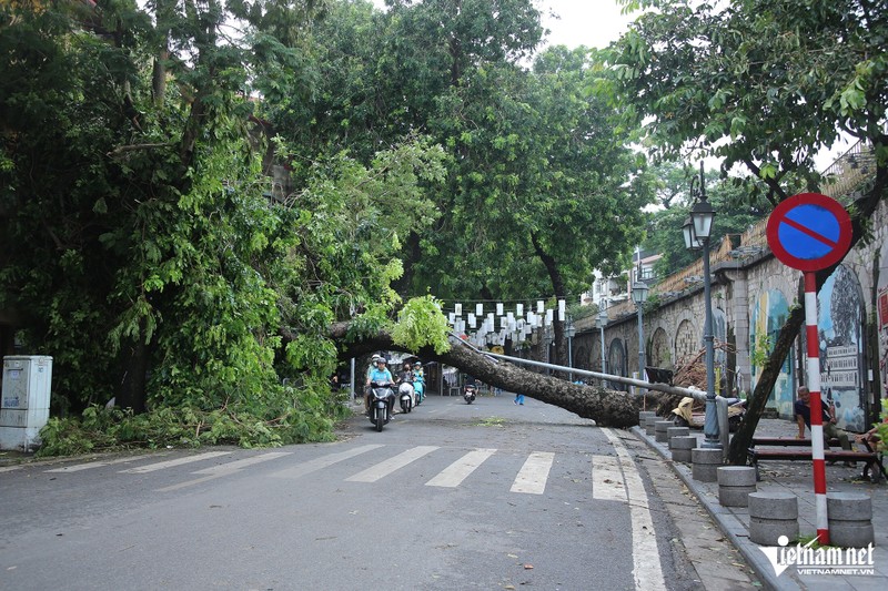 Hon 25.000 cay do: Do cach trong hay cay khong phu hop?-Hinh-2