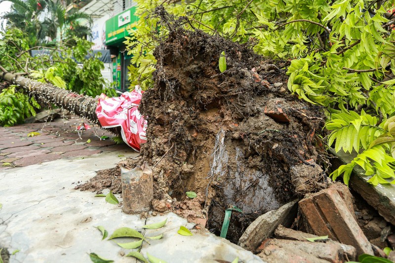 Hon 25.000 cay do: Do cach trong hay cay khong phu hop?-Hinh-3