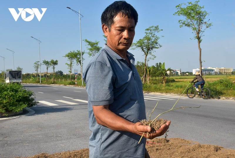 Bao di qua, nong dan xot xa gat thoc thoi moc mam-Hinh-7