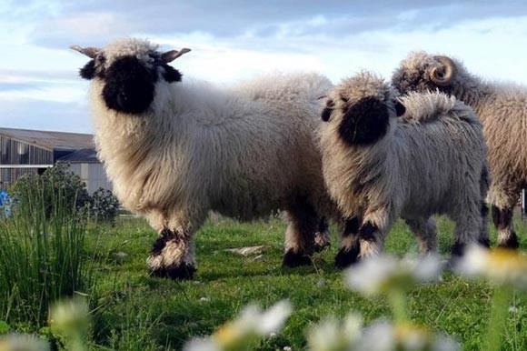 Hình ảnh động Vật Dễ Thương Cừu Nhỏ Minh Họa PNG  đáng Yêu Động Vật Nghệ  Thuật PNG và Vector với nền trong suốt để tải xuống miễn phí