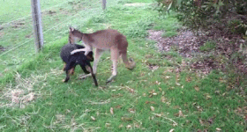 Ky la kangaroo va cho den danh nhau