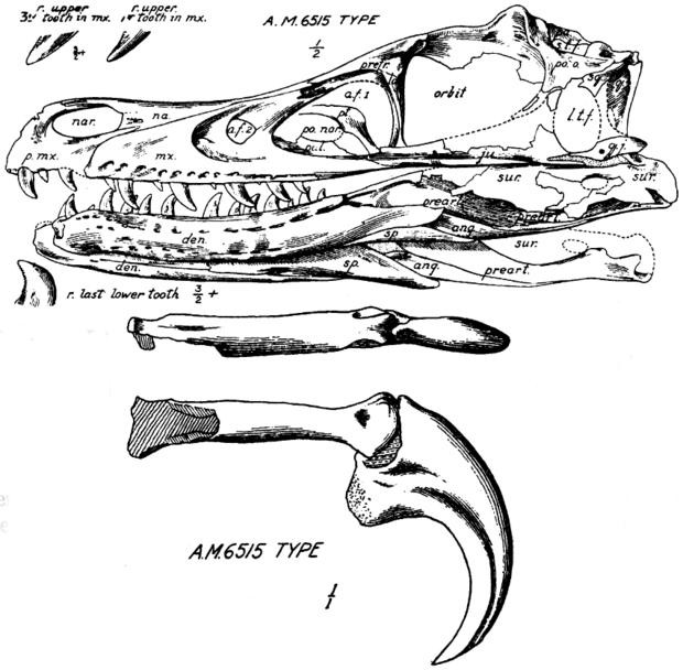 Su that tan khoc ve khung long Velociraptor-Hinh-2