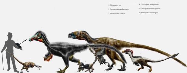 Su that tan khoc ve khung long Velociraptor-Hinh-8