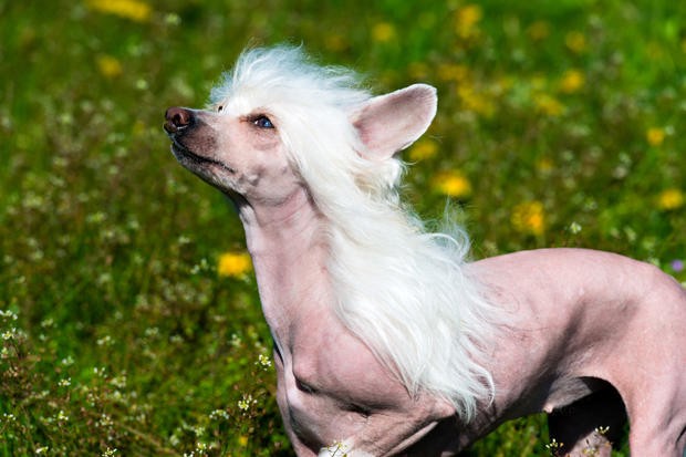 Chó mào trụi lông - Bạn có bao giờ thắc mắc vì sao một số chó lại trụi lông không? Đó có thể là do di truyền hoặc do một số vấn đề sức khỏe. Dù cho lông của chúng đã trụi một phần hay toàn bộ, nhưng nhìn chúng trông vẫn rất đáng yêu và đáng yêu. Bấm vào hình ảnh để tìm hiểu thêm về cách chăm sóc cho những chú chó mào trụi lông.