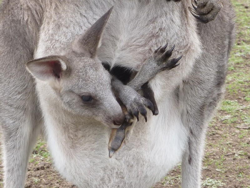 Hinh anh kho tin ben trong tui kangaroo me-Hinh-2