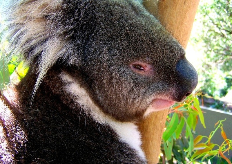 Gau tui Koala tao dang chuyen nghiep nhu nguoi mau-Hinh-5