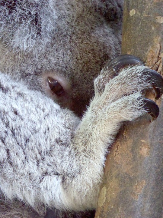 Gau tui Koala tao dang chuyen nghiep nhu nguoi mau-Hinh-7