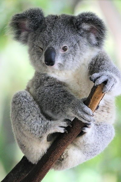 Gau tui Koala tao dang chuyen nghiep nhu nguoi mau-Hinh-9