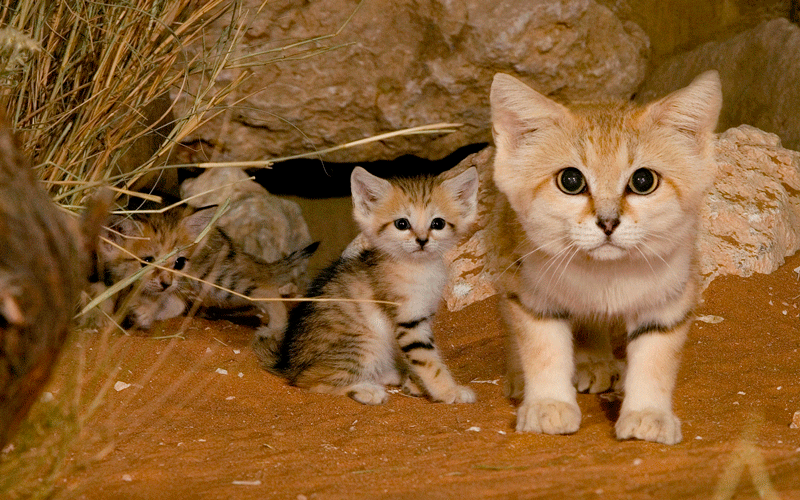 Giong meo cat nho vua yeu vua gioi chiu dung-Hinh-7