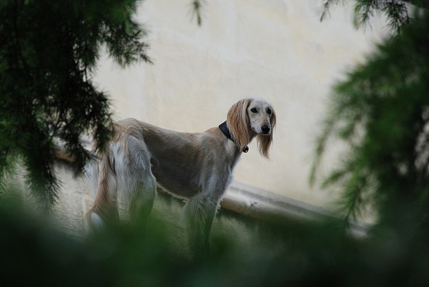 Ngam giong cho san Saluki dep tu trong ra ngoai-Hinh-10